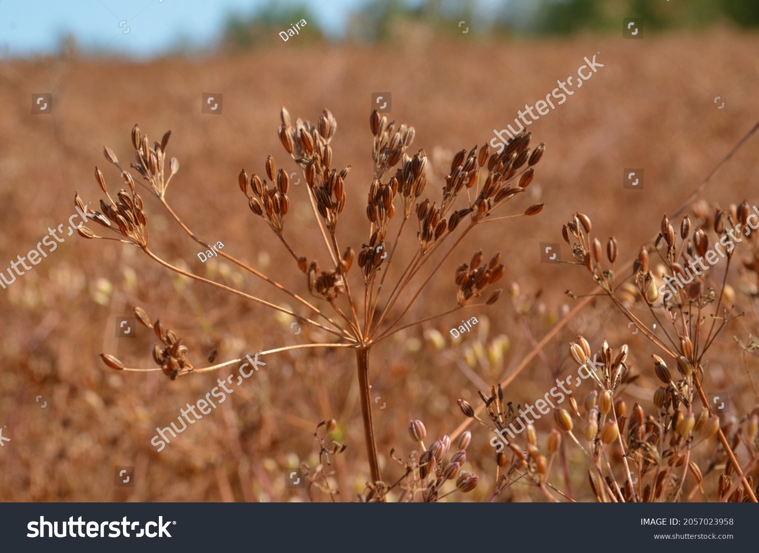 Caraway (Carum carvi) plant and seeds, fresh plant of ripe cumin on natural background. Caraway field. Ready for harvest. #2057023958