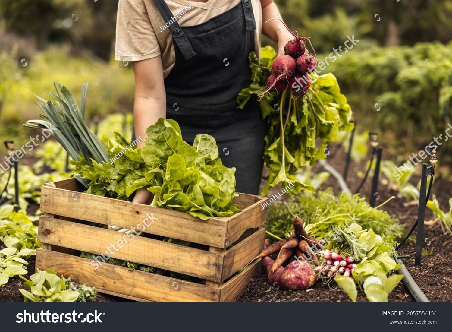 Female farmer arranging fresh vegetables into a crate on her farm. Organic farmer gathering fresh produce in her vegetable garden. Self-sustainable young woman harvesting in an agricultural field. #2057554154
