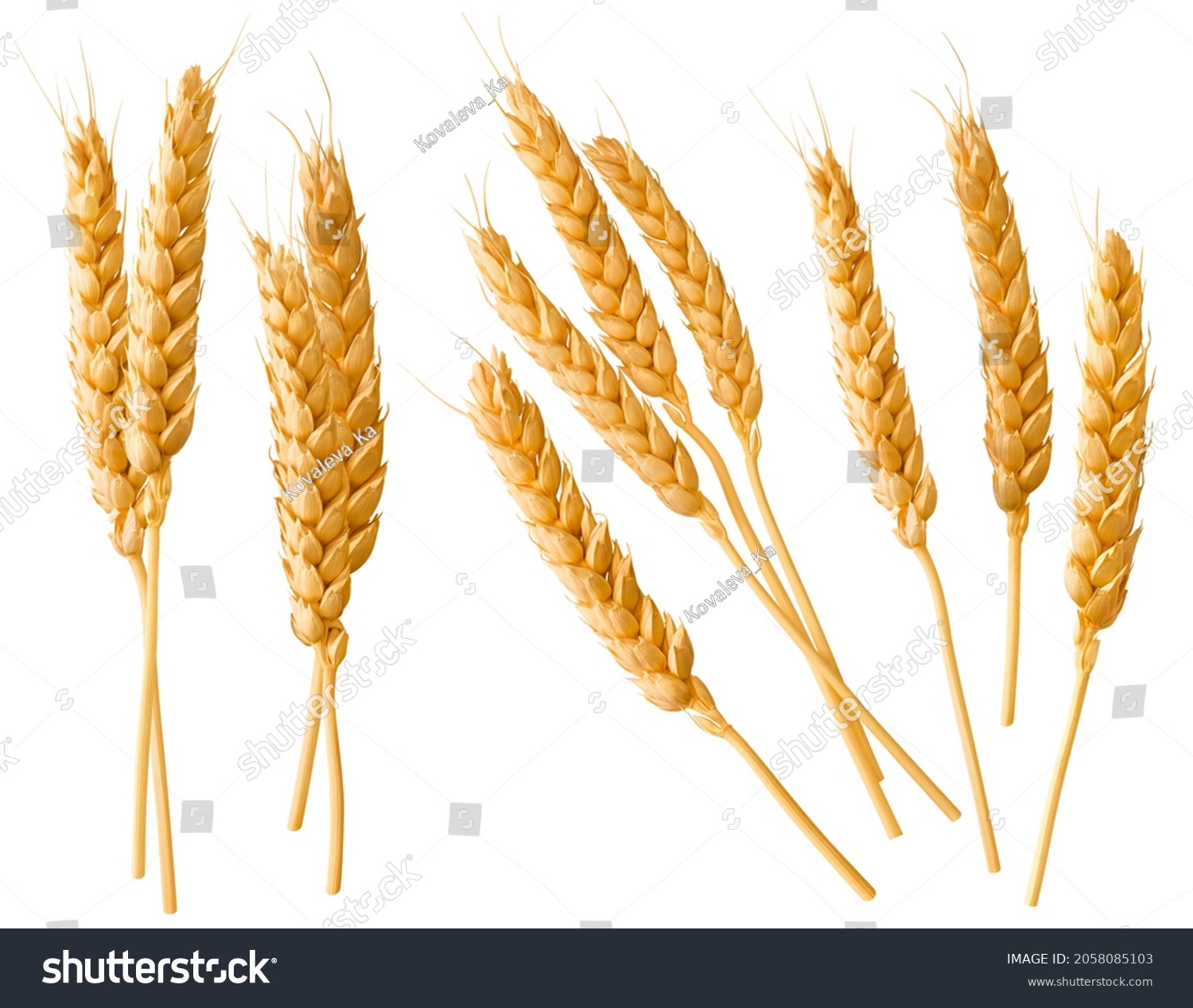 Wheat ears or heads set isolated on white background. Package design element with clipping path #2058085103