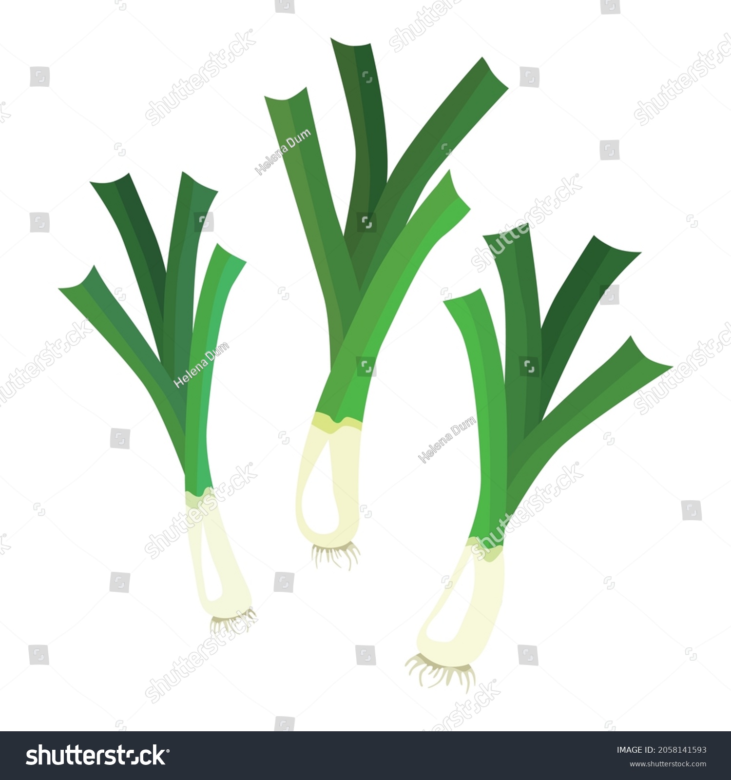 Set leek or pearl is a herbaceous plant of the Onion subfamily. A tasty and healthy plant used for food. Vector illustration isolated on a white background for design and web. #2058141593