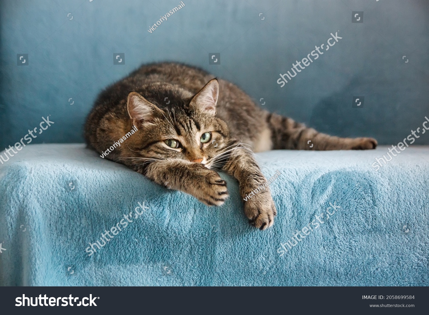 An adult tabby cat lies on its paw on a blue sofa #2058699584