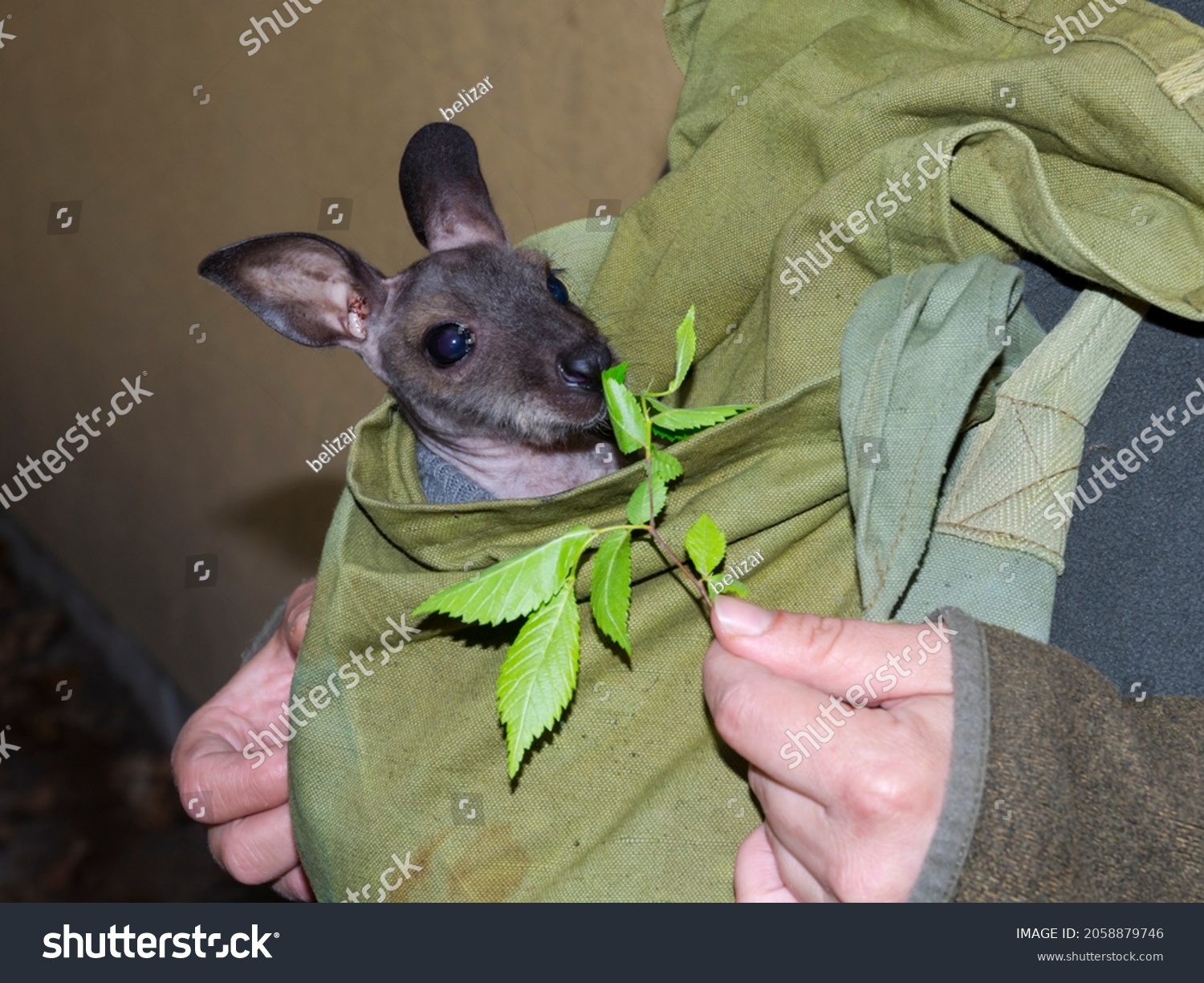 Red-necked wallaby baby, its scientific name is Macropus rufogriseus #2058879746