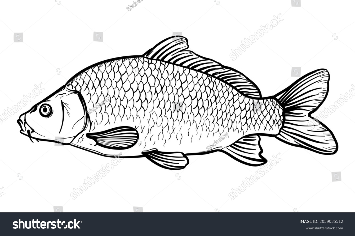 Hand-drawn Carp. Black and white. Vector sketch of a fish isolated on a white background. #2059035512