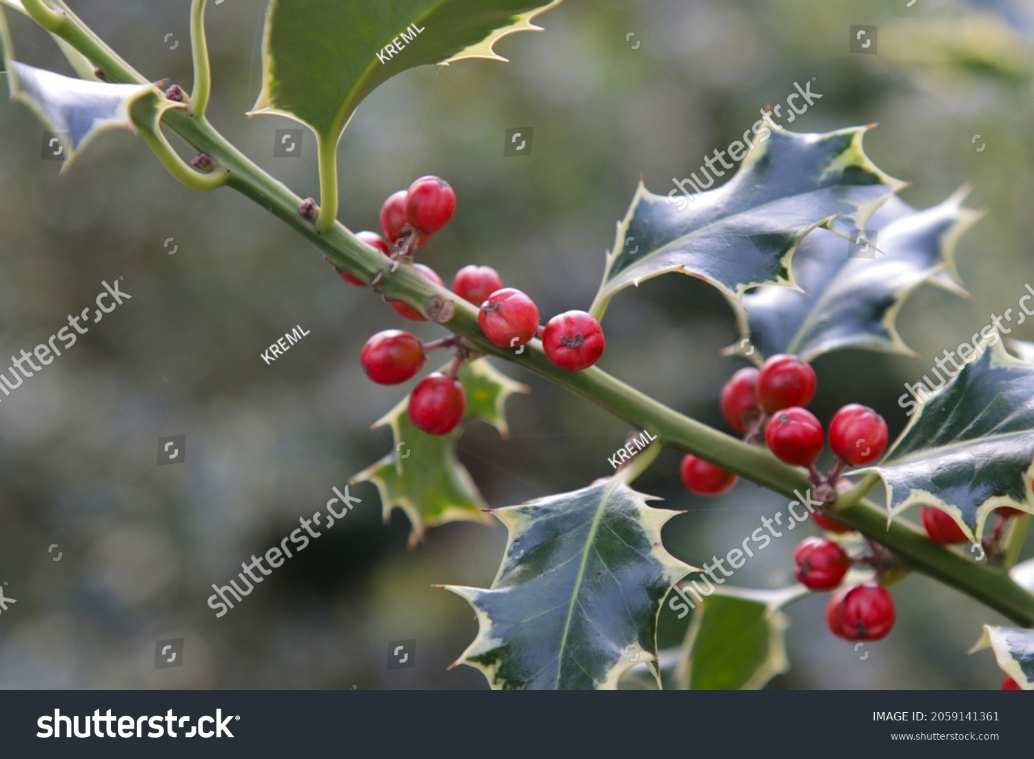 Holly is a plant with poisonous red fruits.  #2059141361