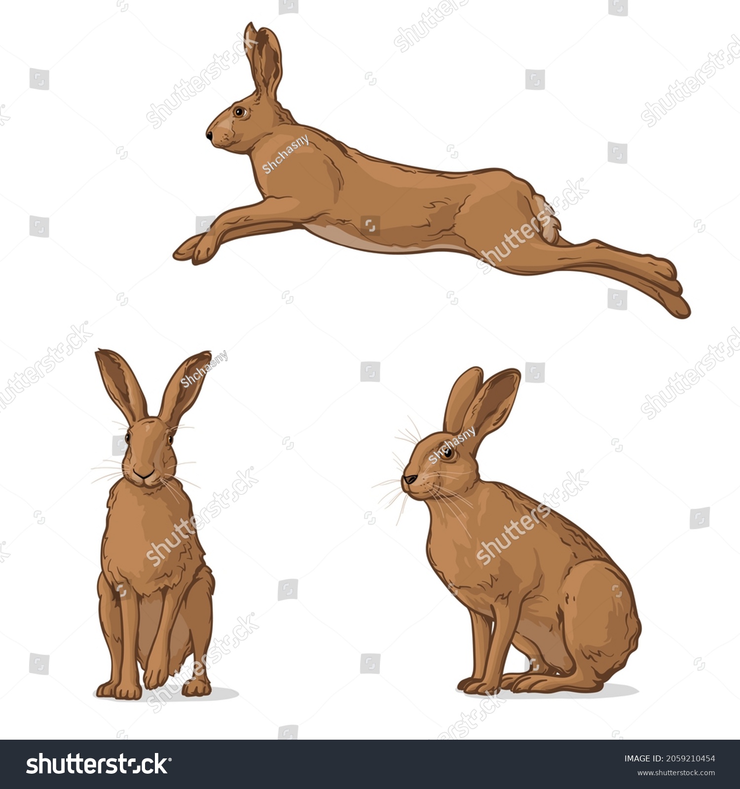Hare in different poses. Set of vector graphic illustrations of rabbit, hare. #2059210454