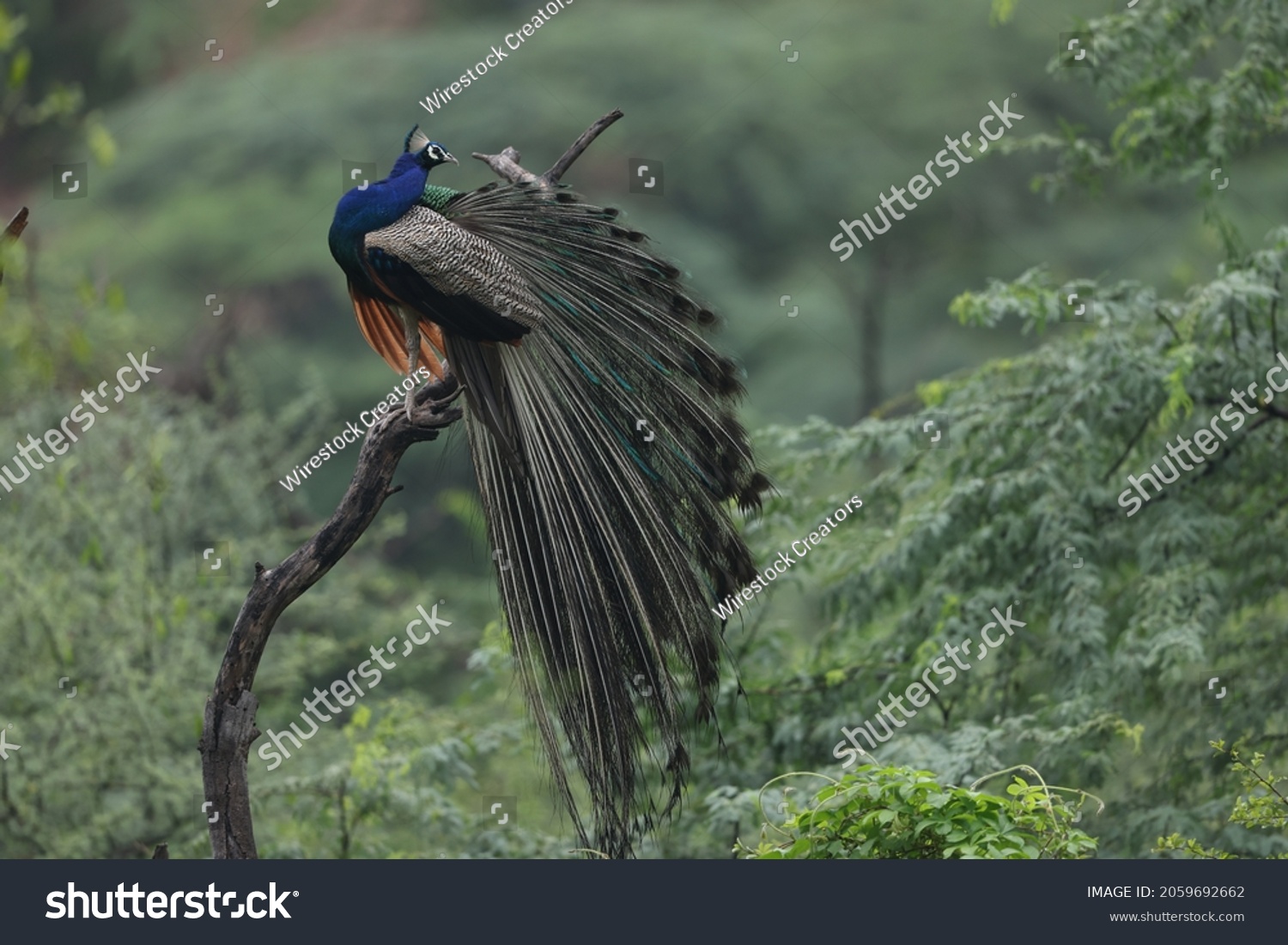 The beautiful lovely Indian peafowl also known as blue peafowl perched on a twig in nature #2059692662