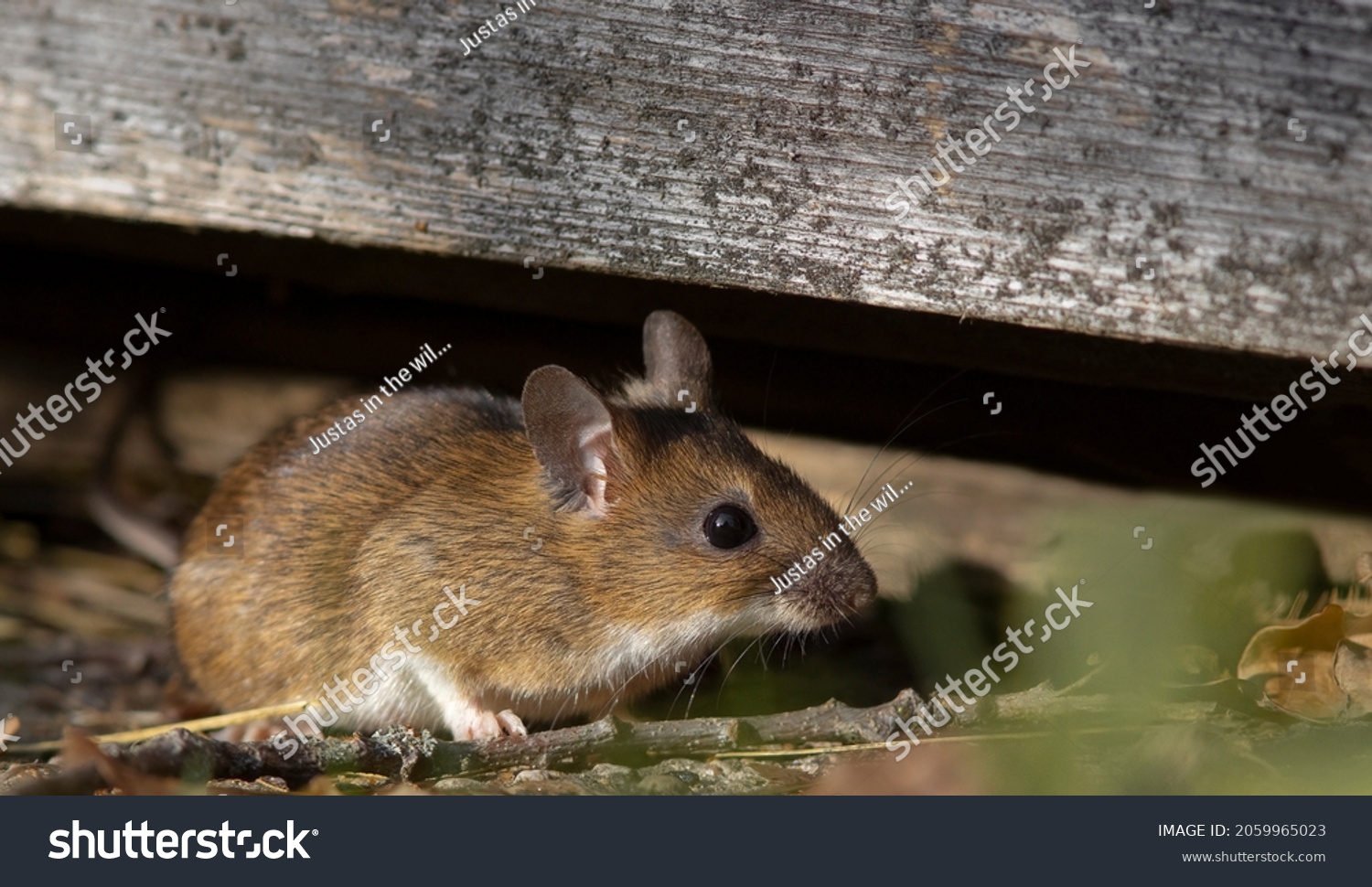 The yellow-necked mouse (Apodemus flavicollis), also called yellow-necked field mouse, yellow-necked wood mouse, and South China field mouse #2059965023
