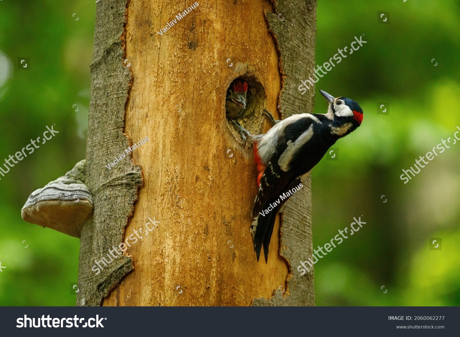 Great spotted woodpecker, Dendrocopos major, perched in nesting hole in old rotten beech trunk. Male of woodpecker feeds chicks in nest. Bird breeding season. Green forest. Spring in wild nature. #2060062277