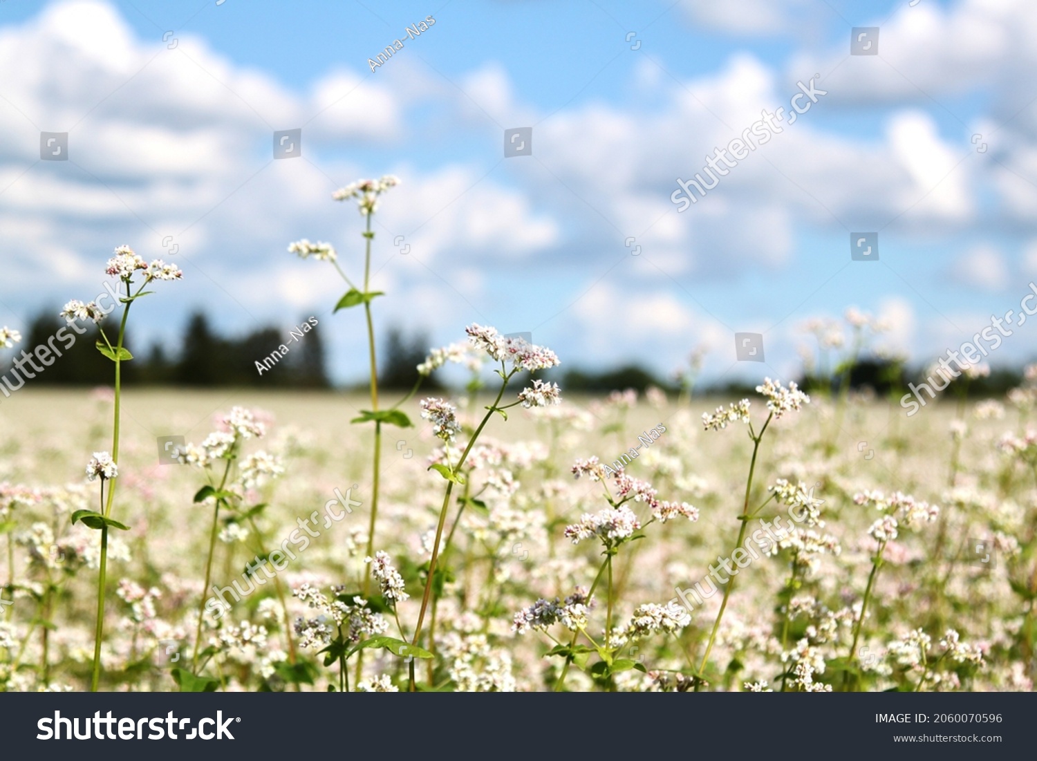 View on a blooming buckwheat field with white flowers. Selective focus. High quality photo #2060070596