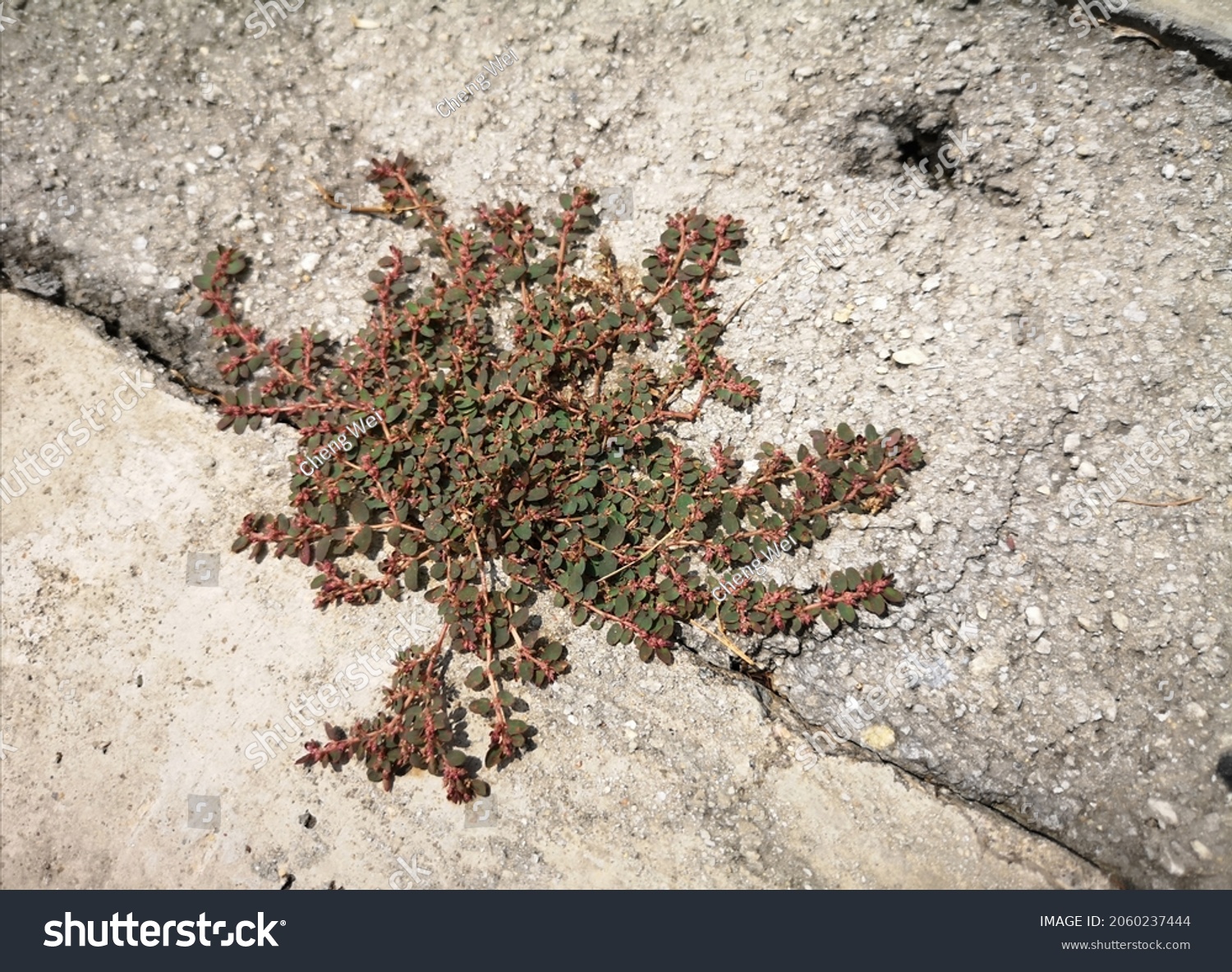 Spotted spurge (Chamaesyce maculata) grows in the cracks of outdoor cement flooring. A dark green plant with red stems that grows low to the ground in a mat-like fashion. #2060237444