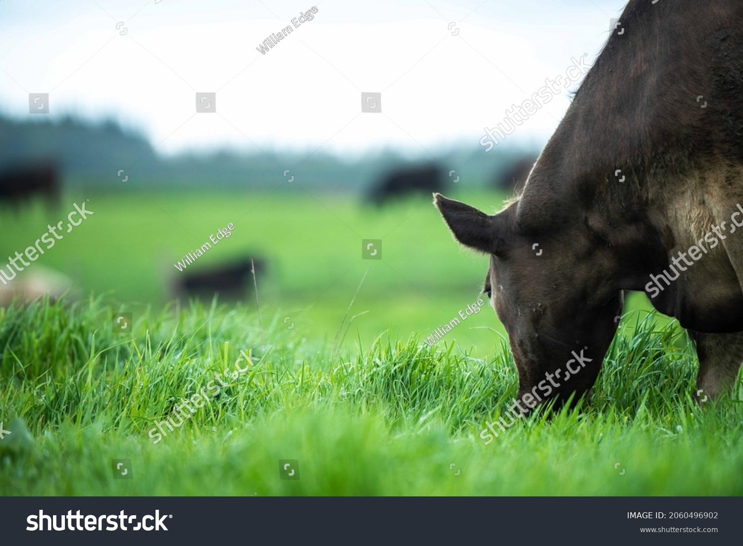 Stud Beef bulls, cows and calves grazing on grass in a field, in Australia. breeds of cattle include speckled park, murray grey, angus, brangus and wagyu on long pasture in spring and summer #2060496902