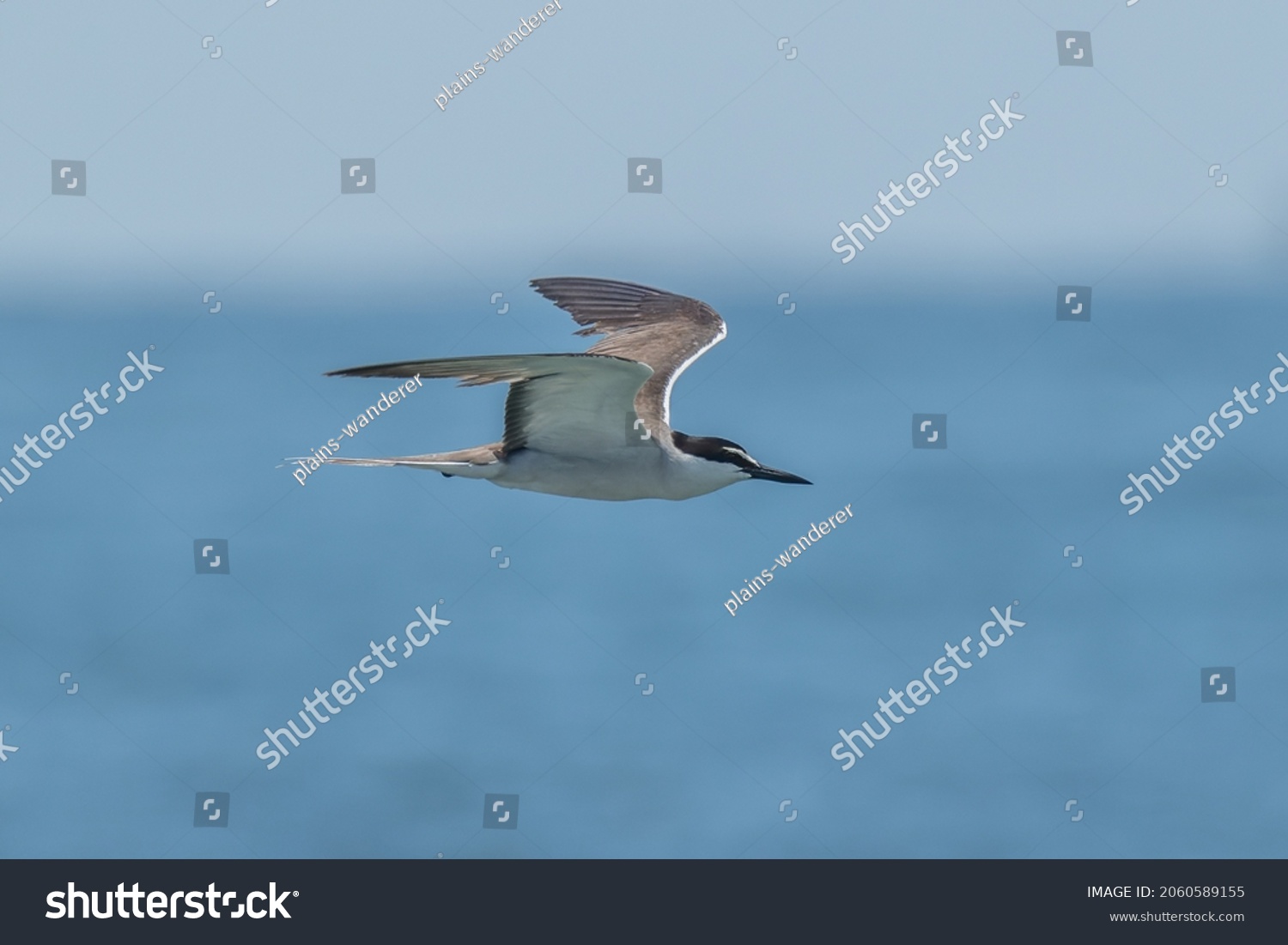 Lateral view of the sleek Bridled Tern in flight #2060589155