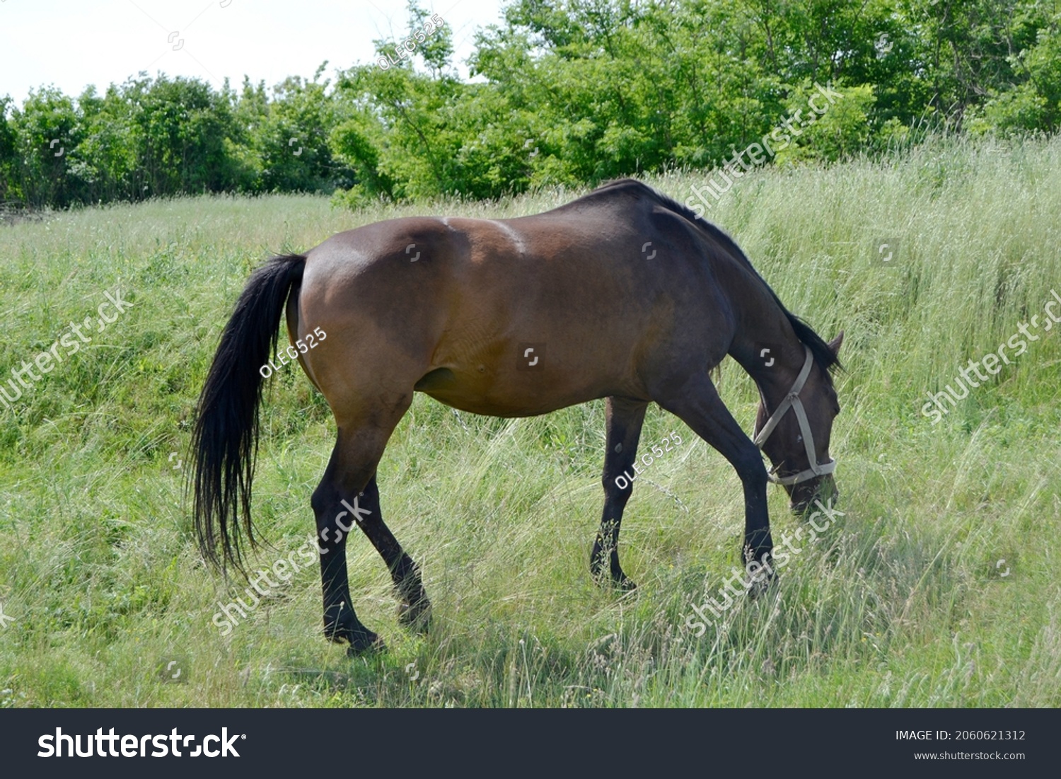 Beautiful wild brown horse stallion on summer flower meadow, equine eating juicy grass, horse stallion with long mane portrait in standing position, equine stallion outdoors, superb big horse equines #2060621312