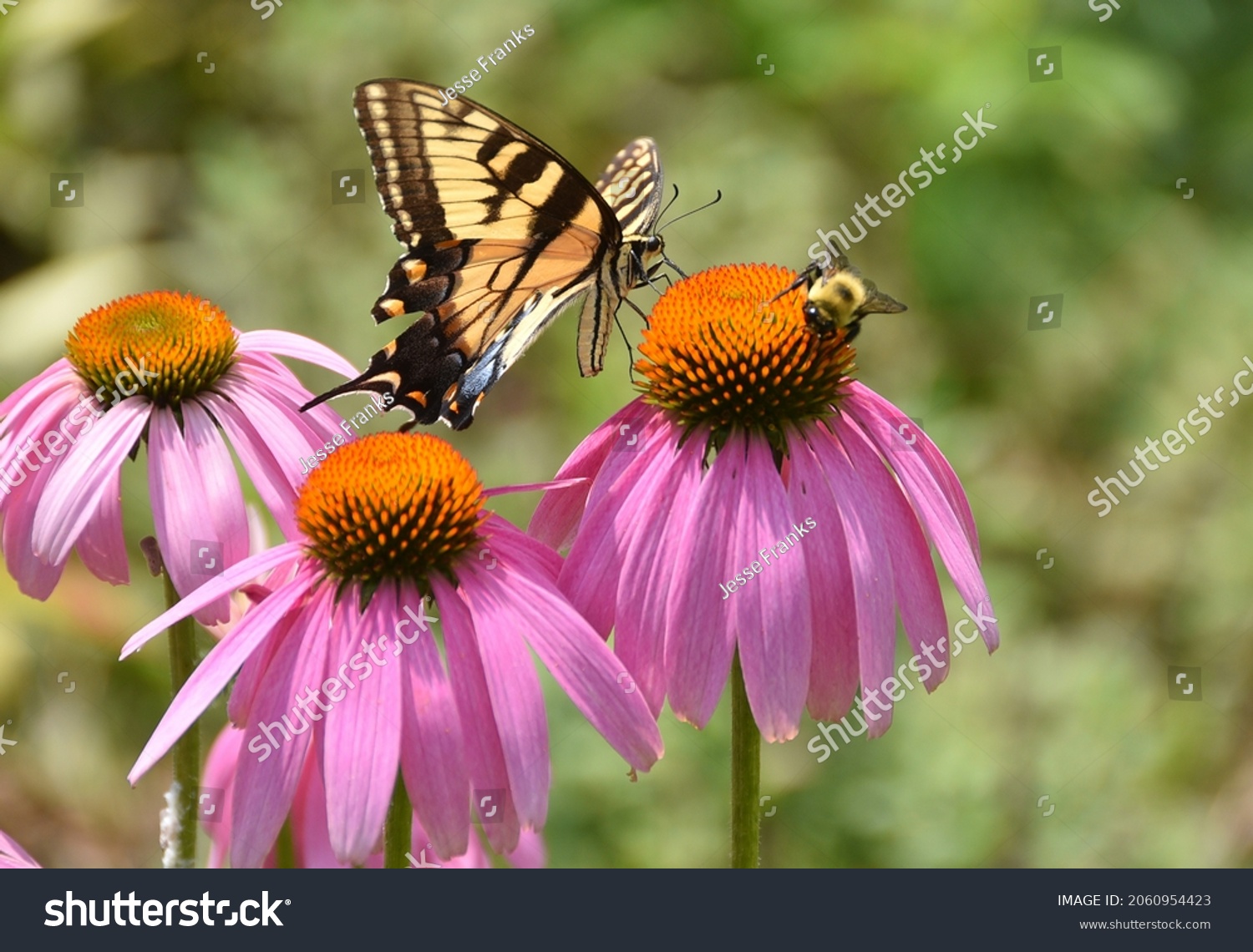 Eastern Tiger Swallowtail and bumble bee on a purple coneflower #2060954423