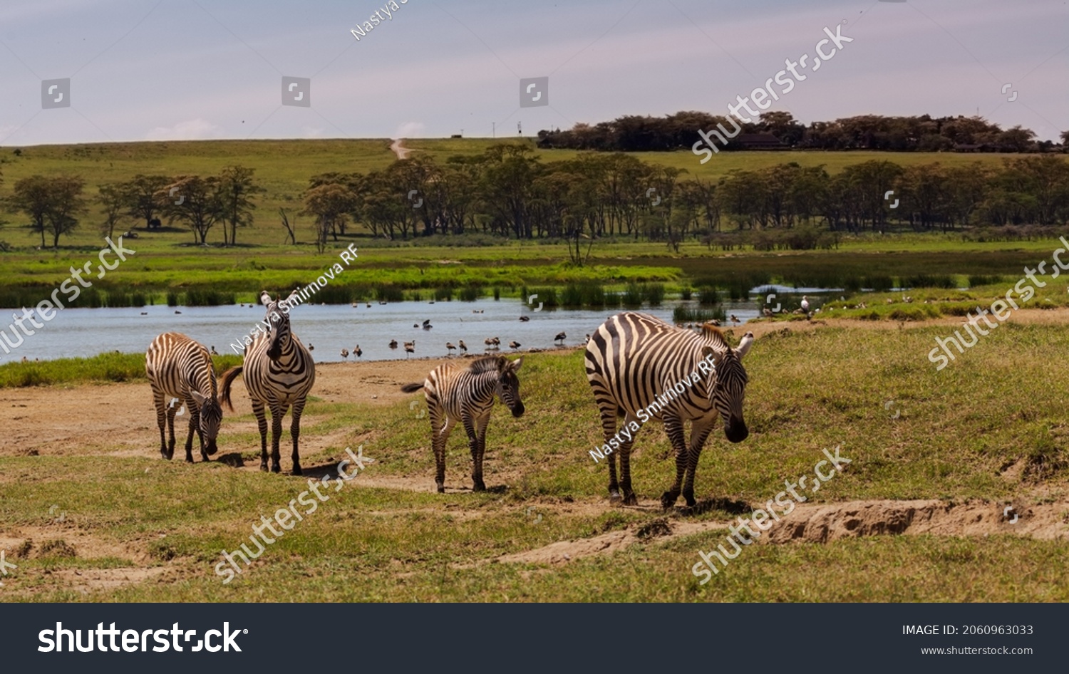 Four zebras walking. Water and trees in the background. Nakuru. Kenya #2060963033