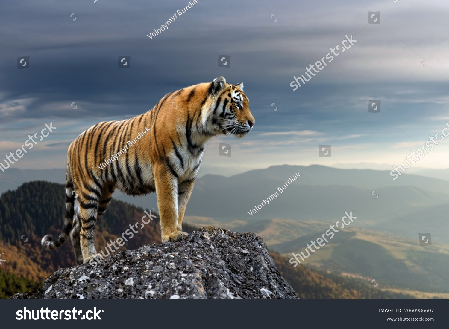 An adult tiger stands on a rock against the backdrop of the evening mountain  #2060986607