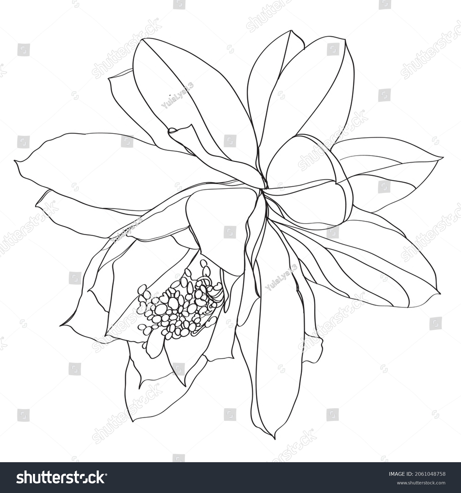 black and white line illustration of Epiphyllum - Royalty Free Stock ...