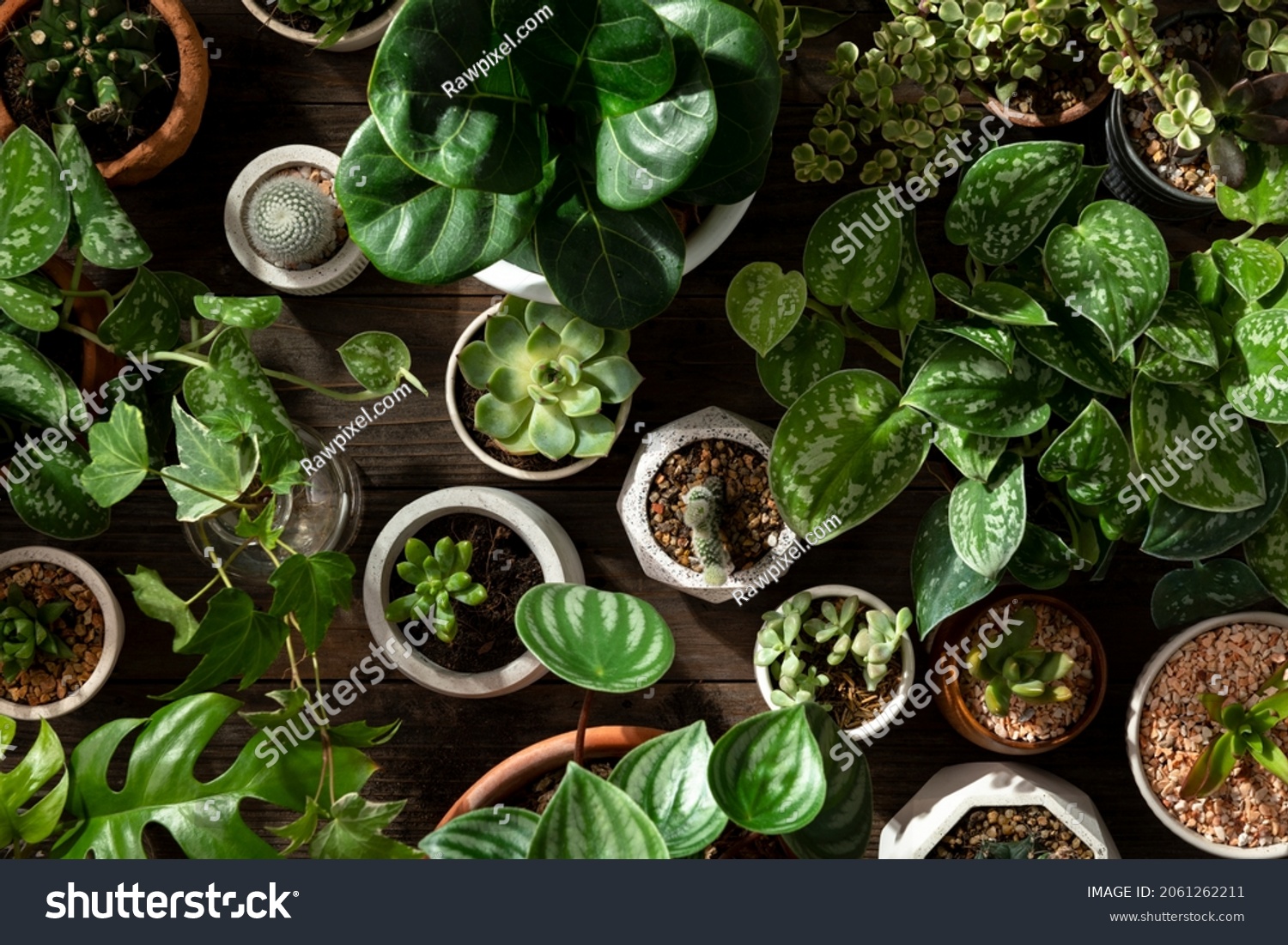 Green houseplant background for plant lovers #2061262211