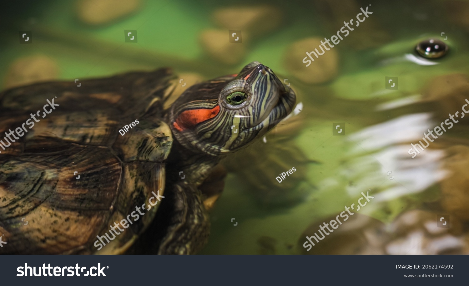 Domestic turtle close-up. A domestic red-eared turtle in an aquarium. An individual of an adult red-eared turtle, swimming in an aquarium, sticking his head out of the water. #2062174592