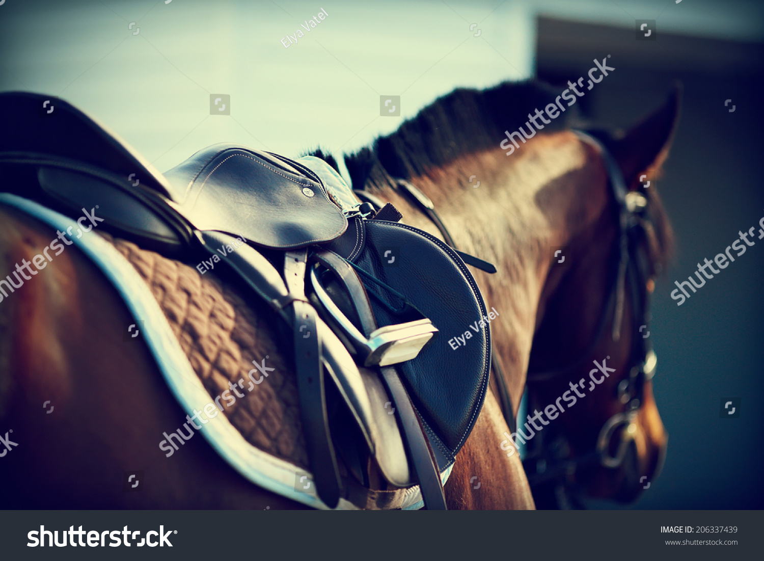 Saddle with stirrups on a back of a horse #206337439