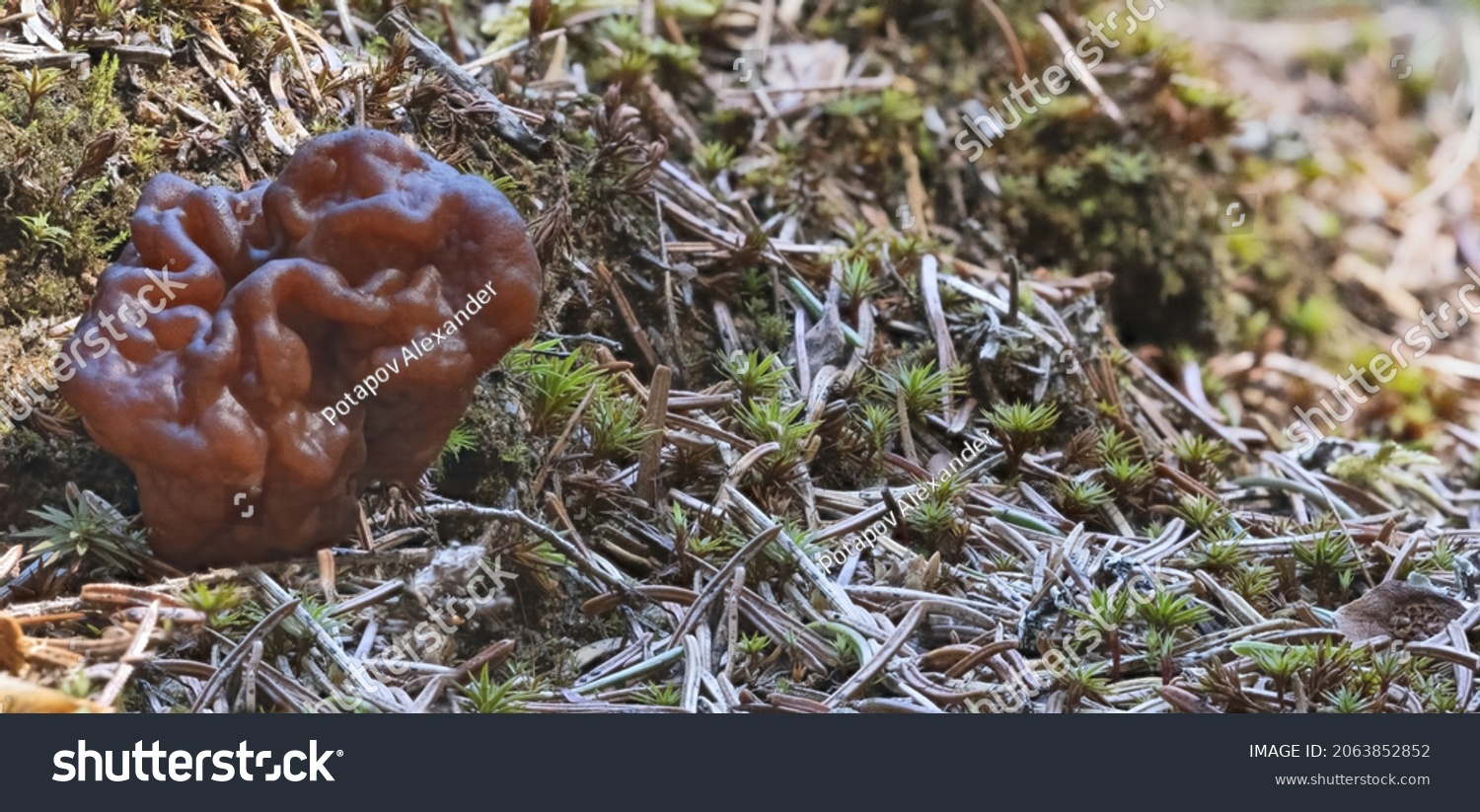 dark brown large gyromitra mushroom in spring forest #2063852852