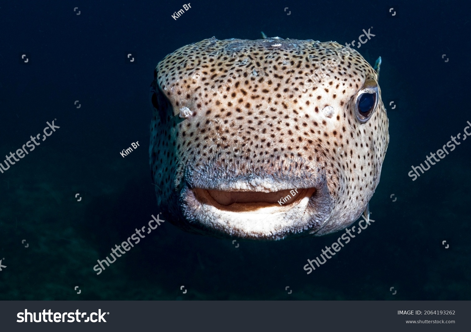 The Mbu puffer, giant puffer or giant freshwater puffer is a carnivorous freshwater pufferfish. Scuba diving the Phi Phi Islands in Thailand #2064193262