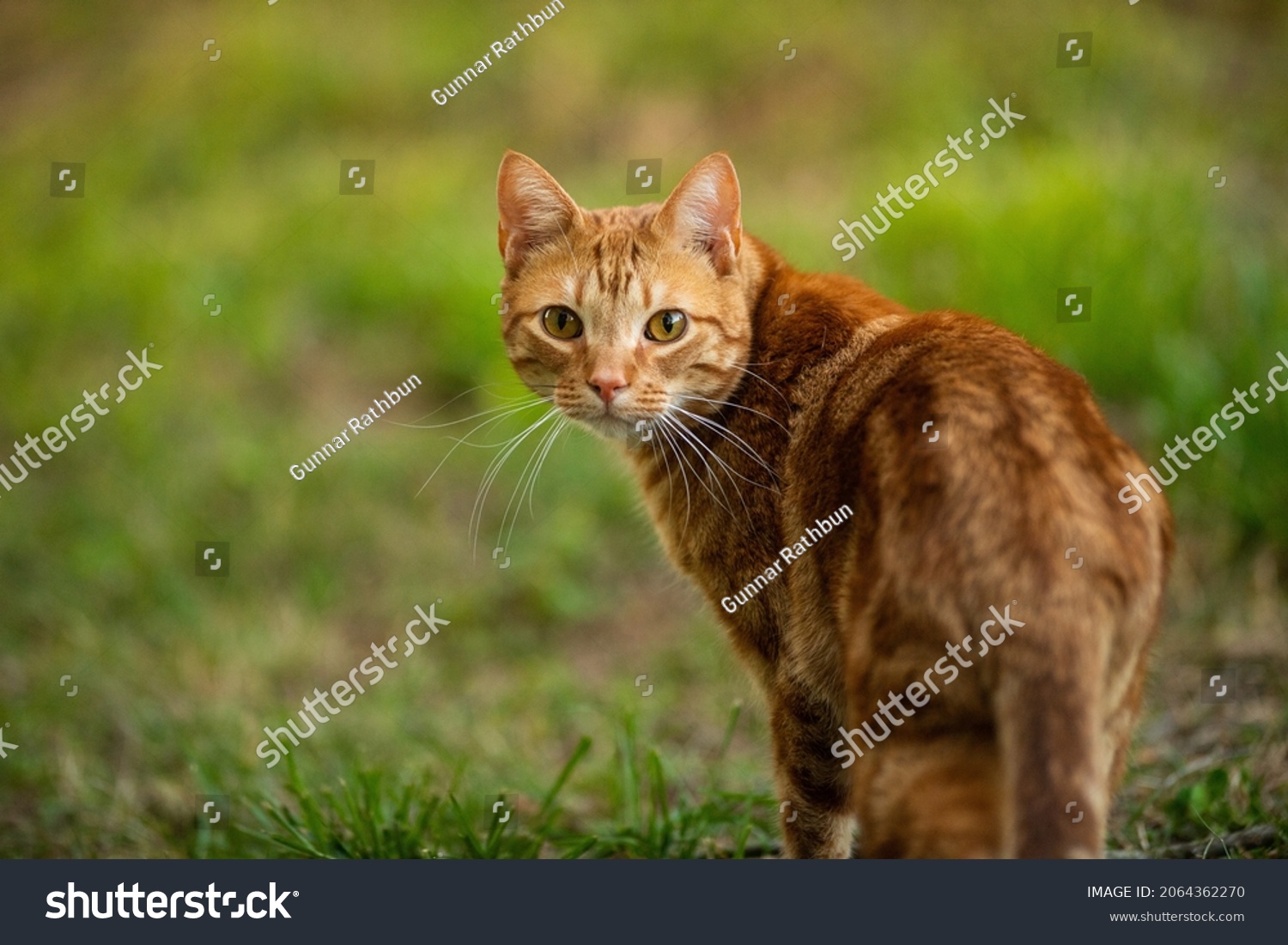 Orange Tabby cat walking outside in the grass #2064362270
