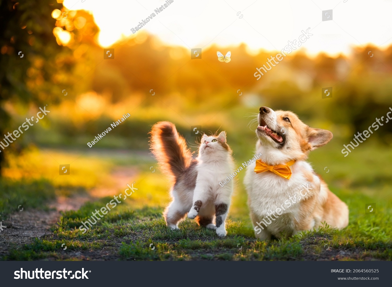 cute fluffy friends a cat and a dog catch a flying butterfly in a sunny summer garden #2064560525