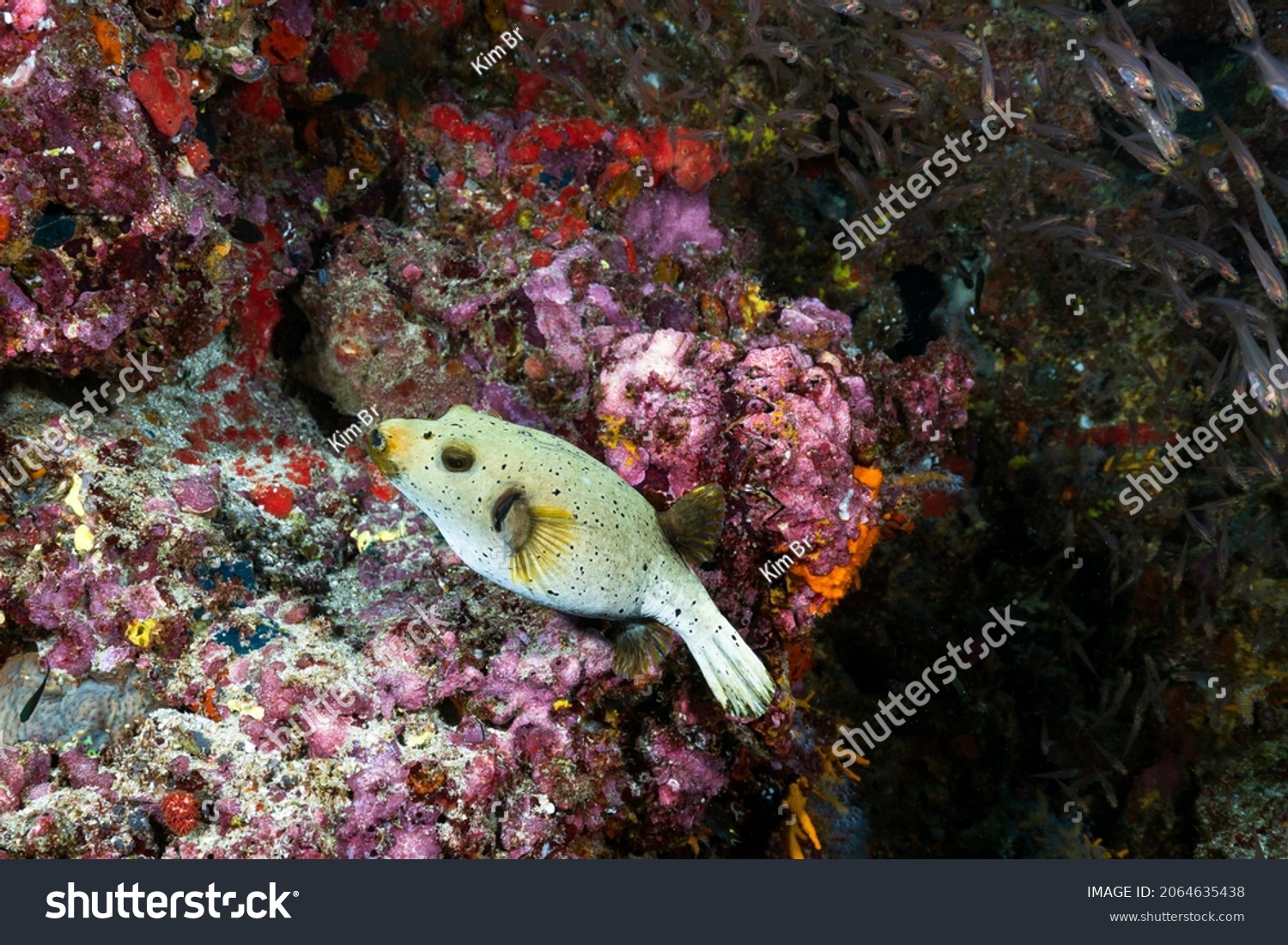 The blackspotted puffer, also known as the dog-faced puffer, is a tropical marine fish belonging to the family Tetraodontidae. #2064635438