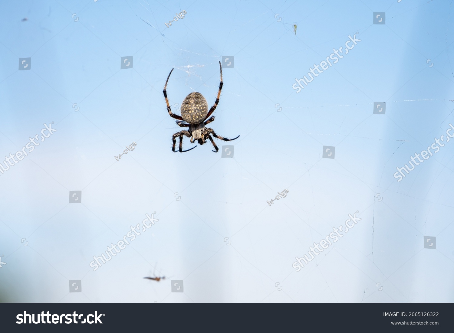 Spider sits on a spider cobweb.  #2065126322