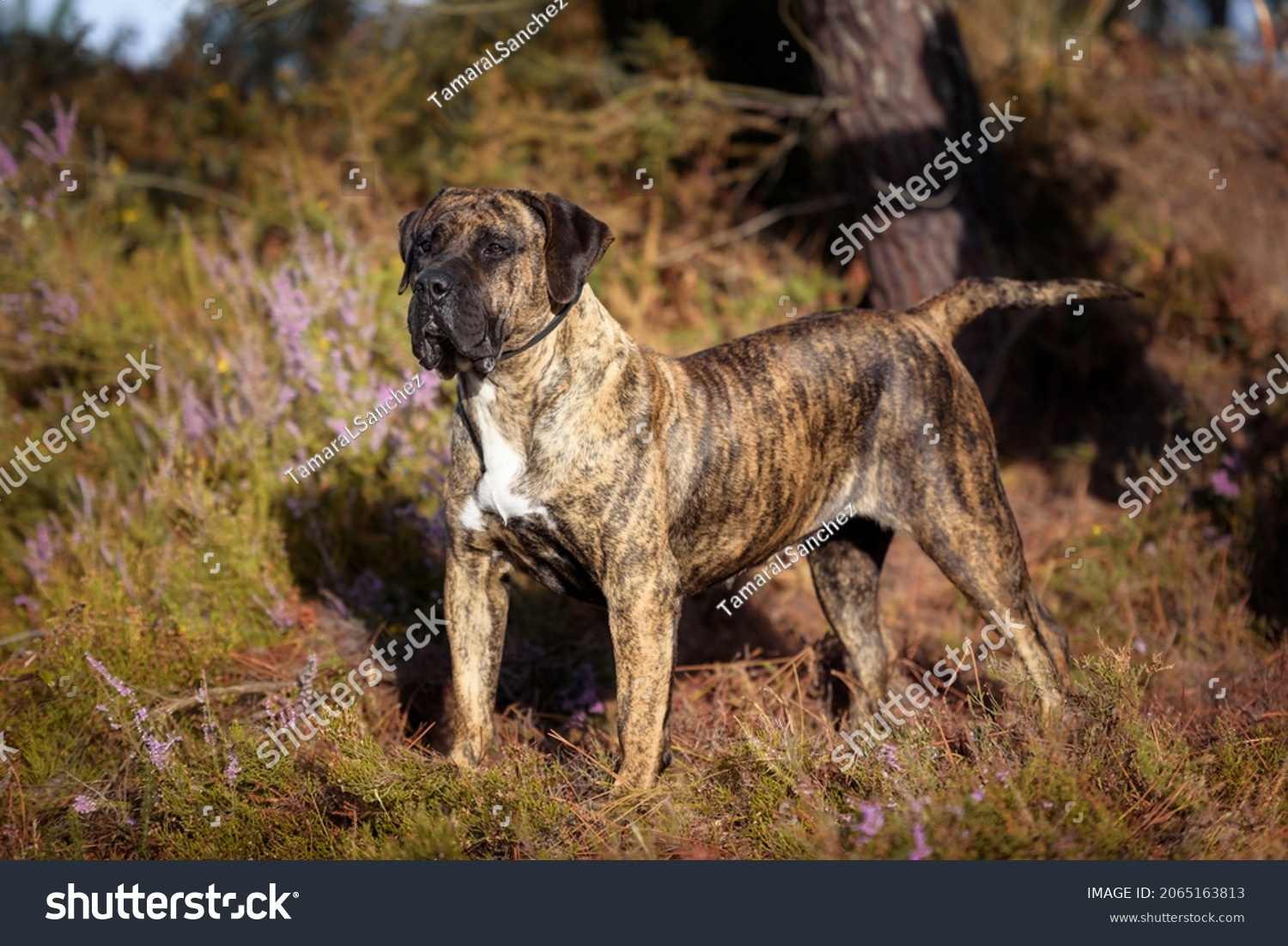Portrait of a Presa Canario purebred dog  #2065163813