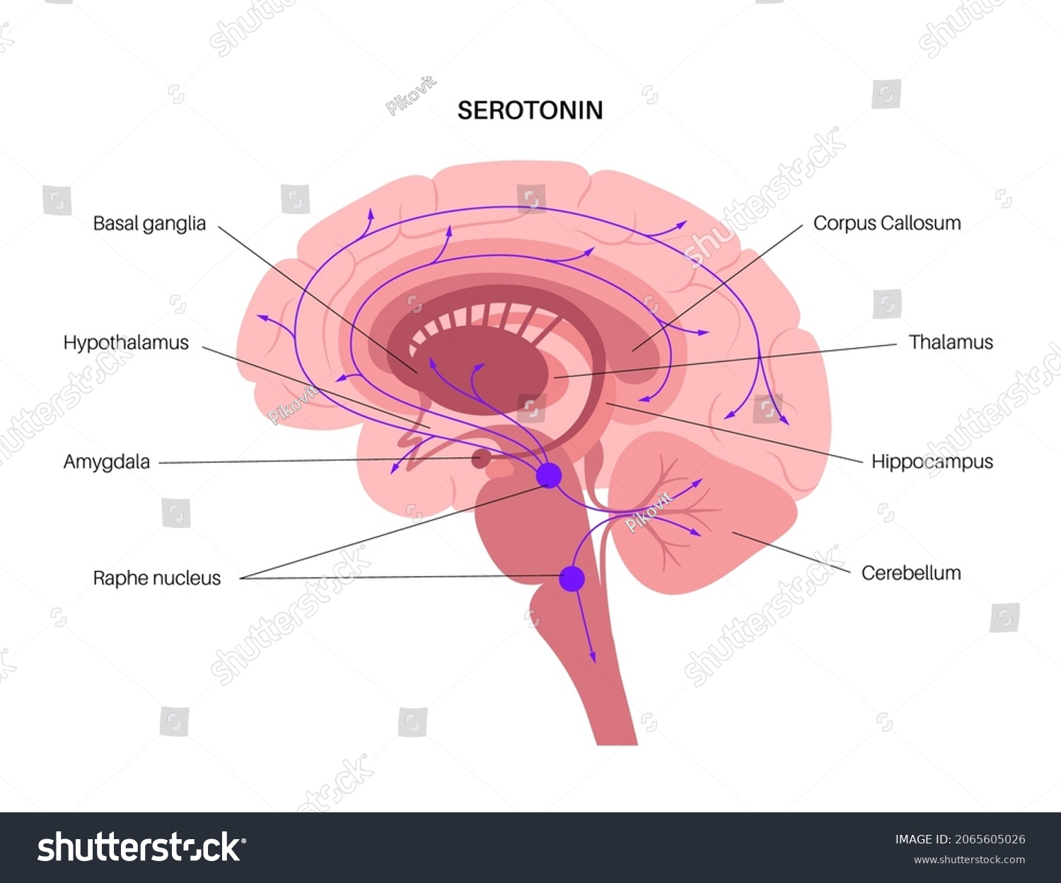 Serotonin pathway in the human brain. Monoamine - Royalty Free Stock ...