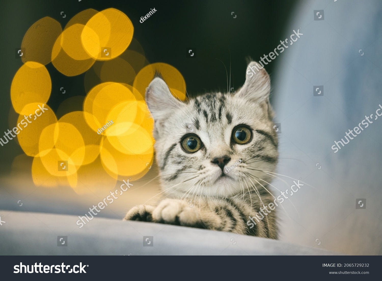 HD photo of small innocent face kitten. Beautiful photograph of tiny cat. High definition photo cat for desktop wallpaper and other purpose. #2065729232