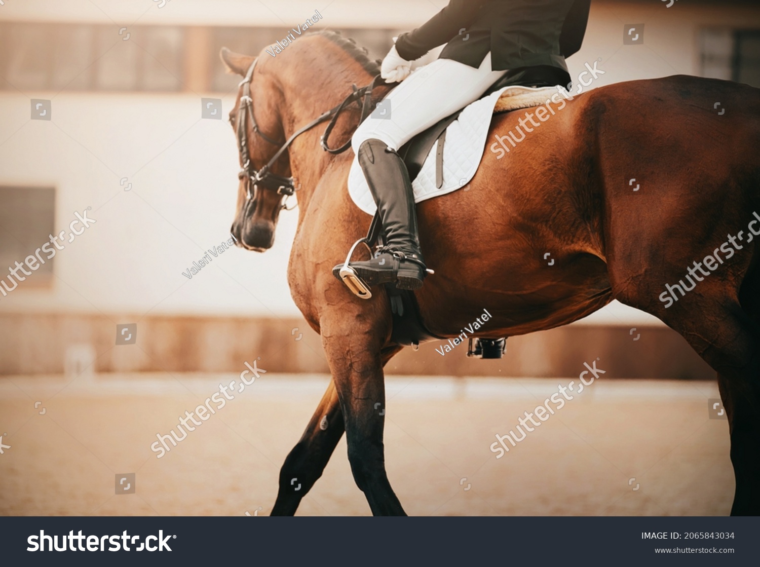 A beautiful elegant bay horse with a rider in the saddle gallops through an outdoor arena at dressage competitions. Equestrian sports. Horse riding. #2065843034