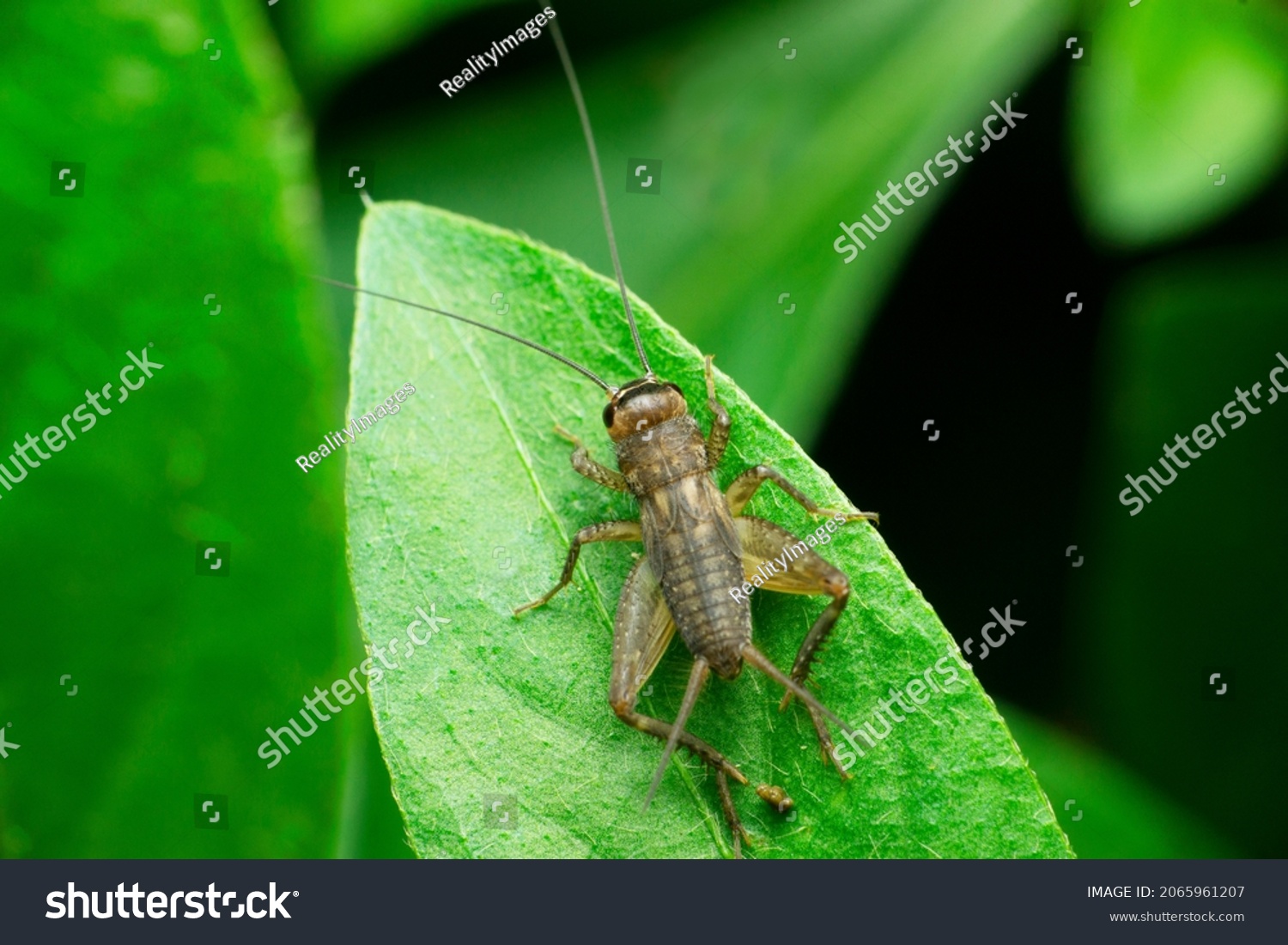 Field cricket insect, Satara, Maharashtra, India #2065961207