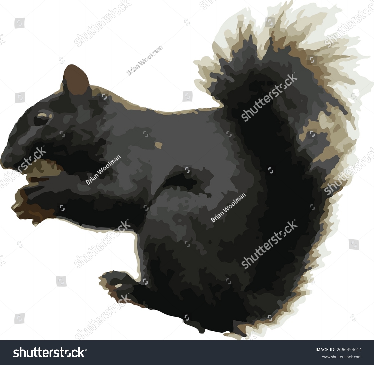 Vector Image of a Black Squirrel Morph Animal - Royalty Free Stock ...