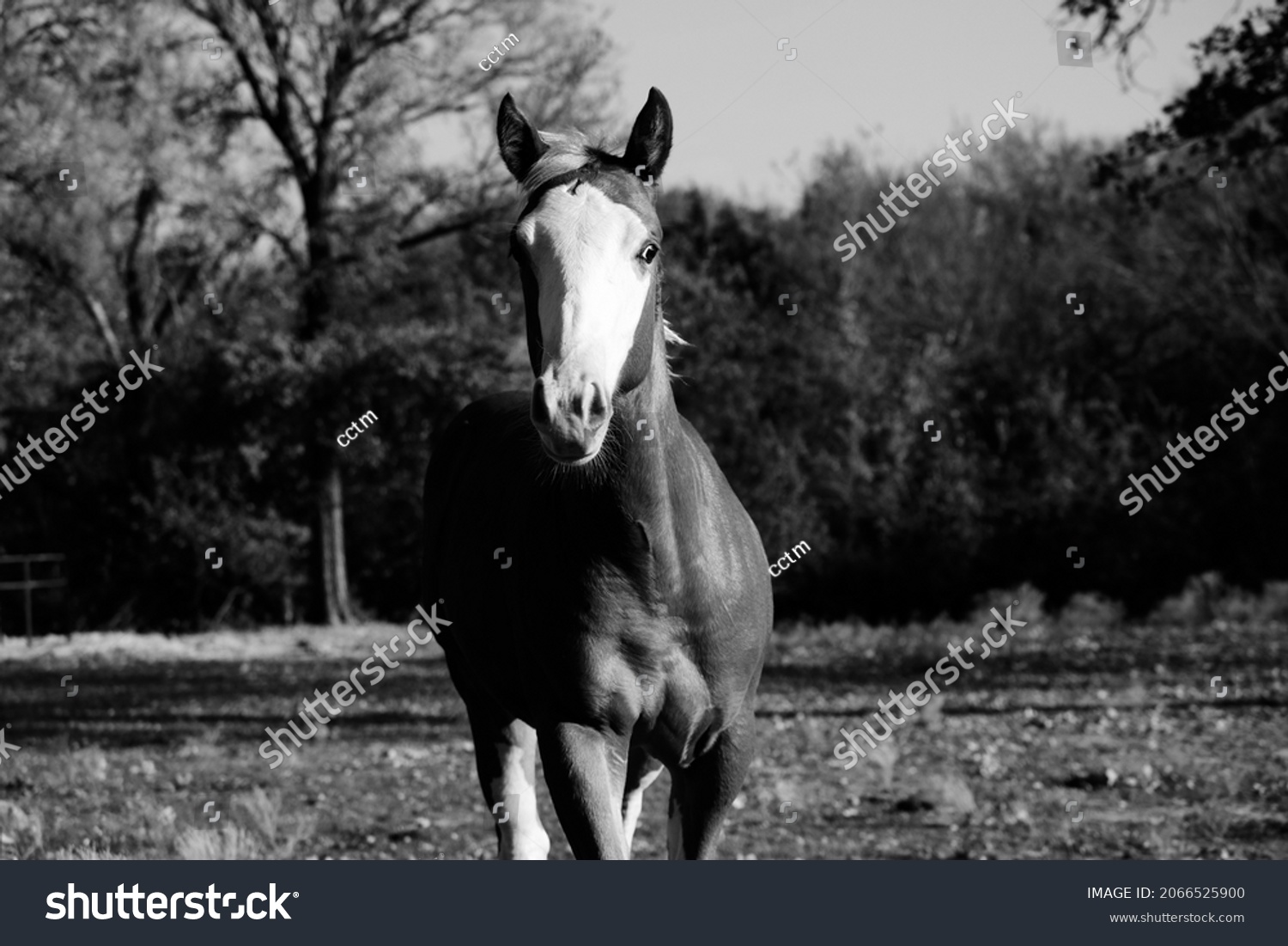 Bald face colt horse portrait in black and white from Texas farm field. #2066525900