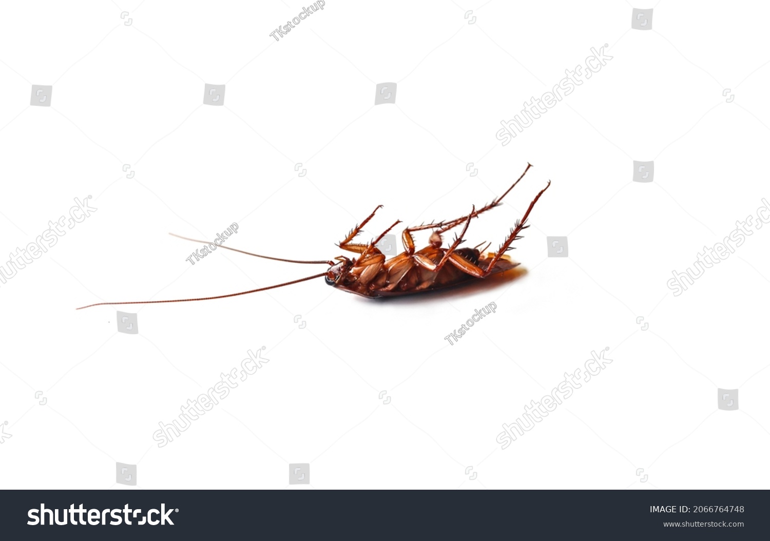 Close-up of a cockroach lying on its stomach, legs pointing up on a white background. Isolated. #2066764748