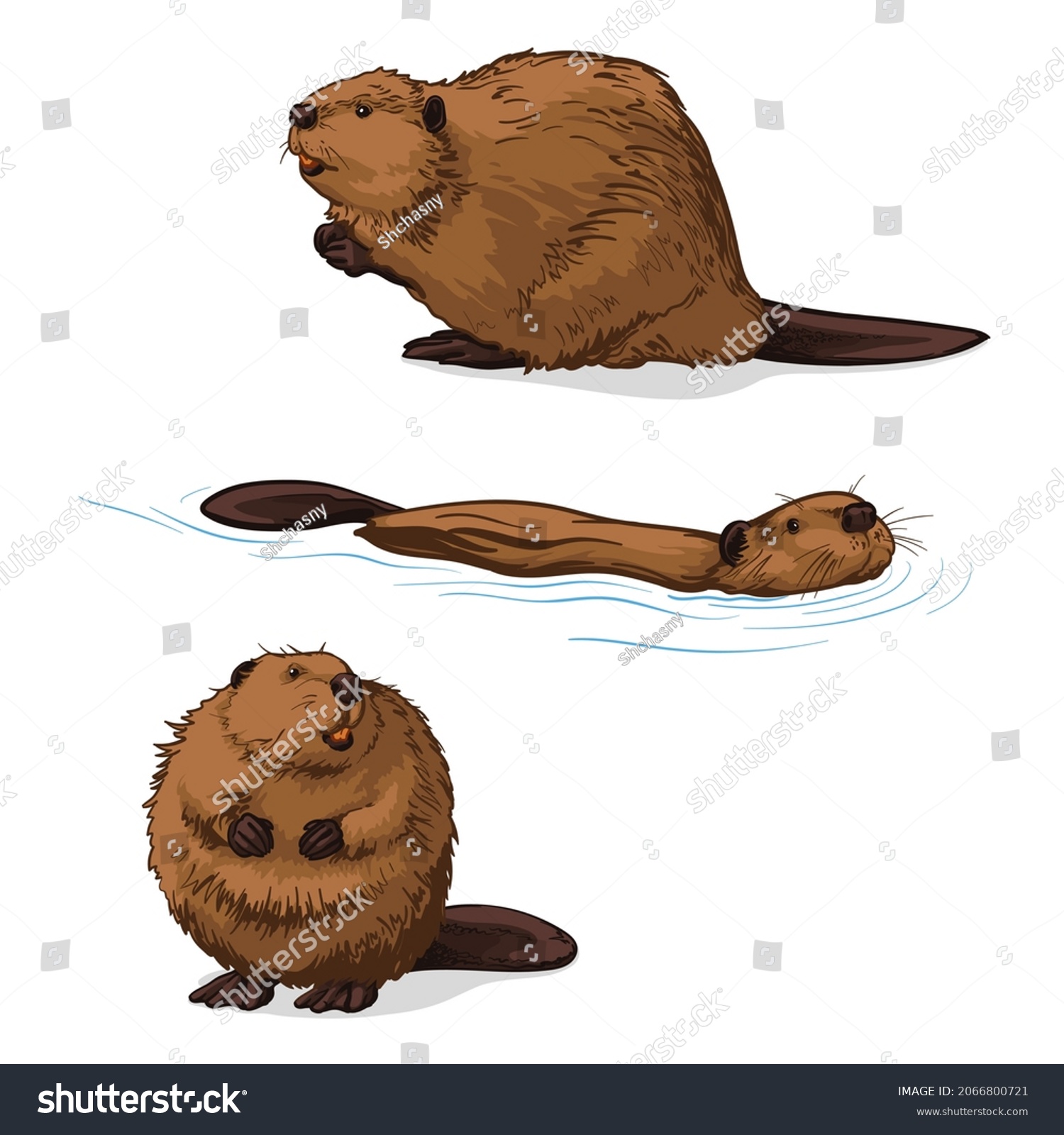 Beaver, isolated on a white background. Color vector illustration of a beavers. #2066800721