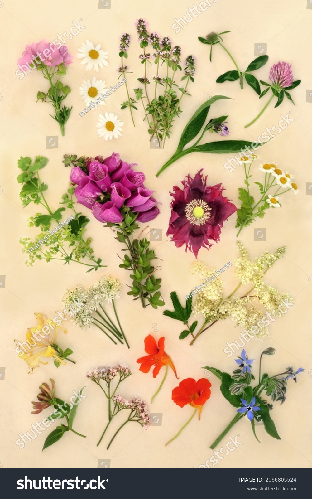 Herbs and flowers used in naturopathic plant based herbal medicine for natural herbal remedy treatments. Botanical nature study details. Top view, flat lay on cream background. #2066805524