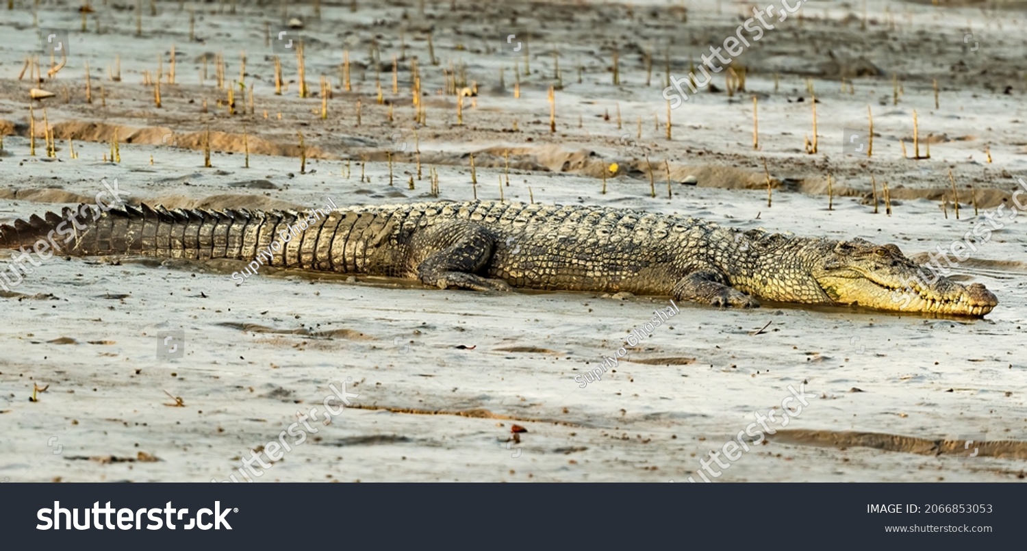 The saltwater crocodile is a crocodilian native to saltwater habitats and brackish wetlands from India's east coast across Southeast Asia and the Sundaic region to northern Australia and Micronesia. #2066853053