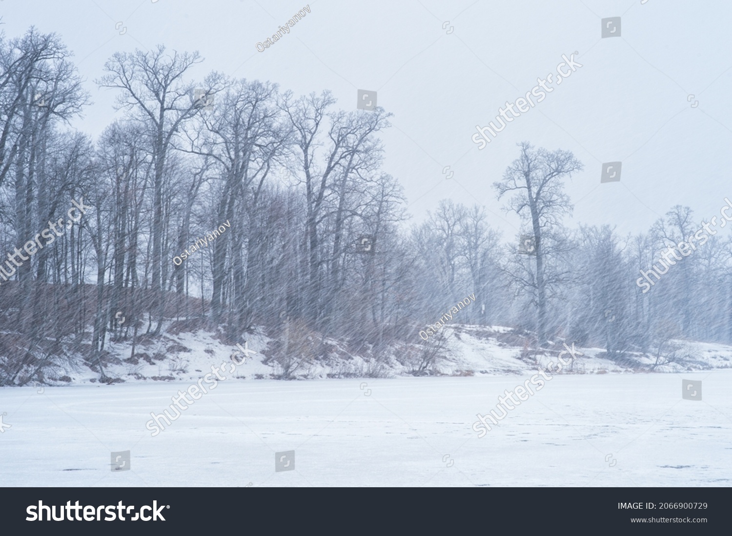 Winter landscape of a lake with an oak grove during a heavy snowstorm. Background. #2066900729