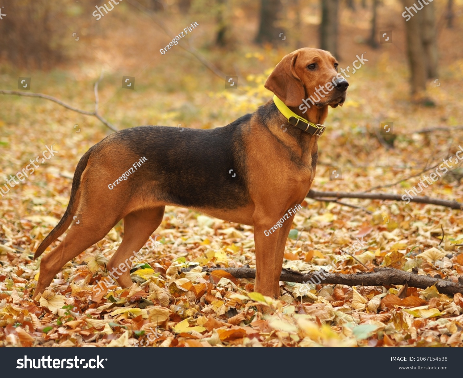Purebred Polish Hound in the autumn scenery #2067154538