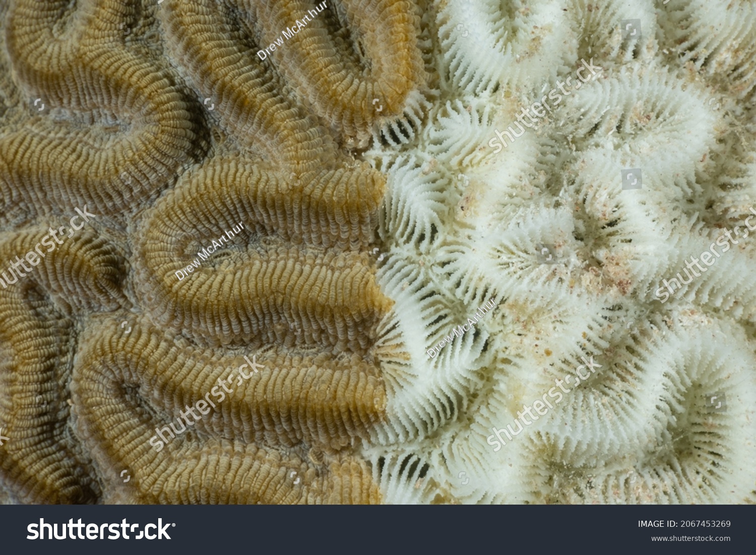 A section of brain coral that is in the process of being killed by Stony Coral Tissue Loss Disease (SCTLD). The image is divided in half, the white side is dead and the brown side is still alive #2067453269
