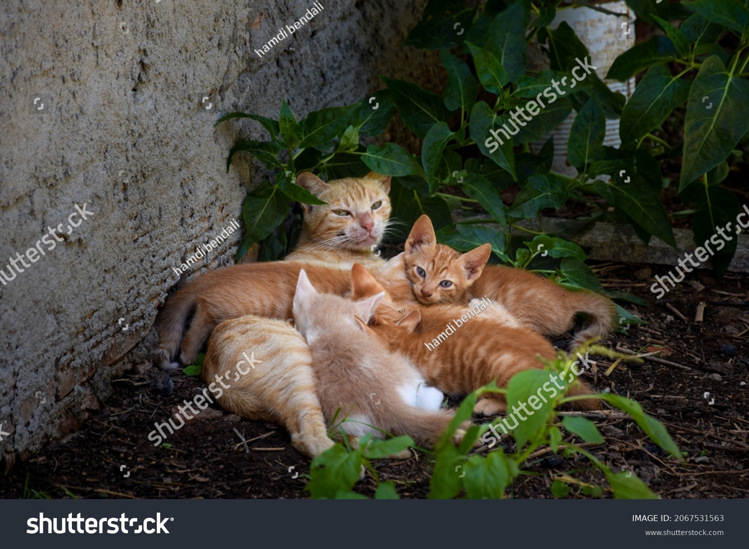 Cat sitting on the garden ground and suckling its young kittens. #2067531563