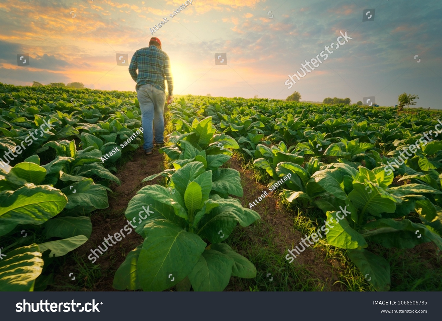 Agriculture work on cropping data analysis by tablet and flare light morning in tobacco farm field .technology for plantation data link with internet make a good plant organic product and non-toxic #2068506785