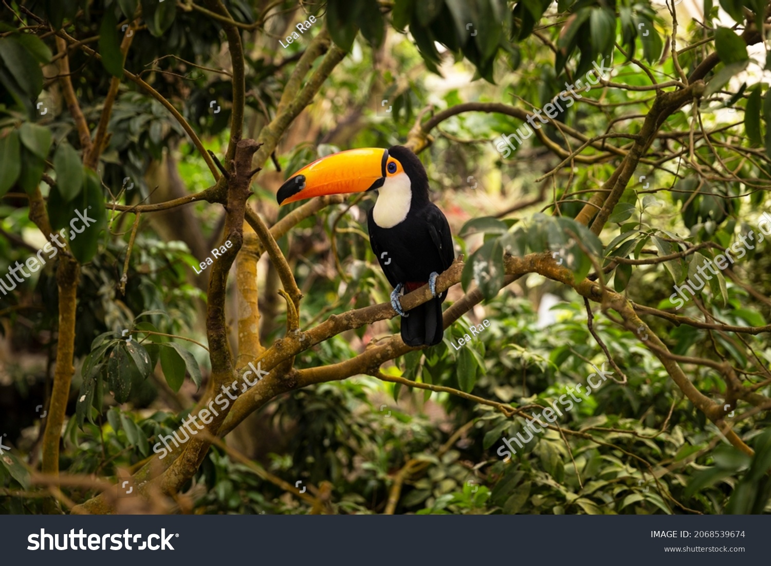 Toucan tropical exotic bird from the rainforest with its iconic yellow orange beak sitting on the branch of a tree surrounded by greenery #2068539674
