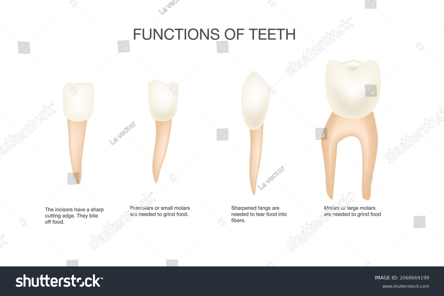 Types of teeth and their functions. Medical - Royalty Free Stock Vector ...