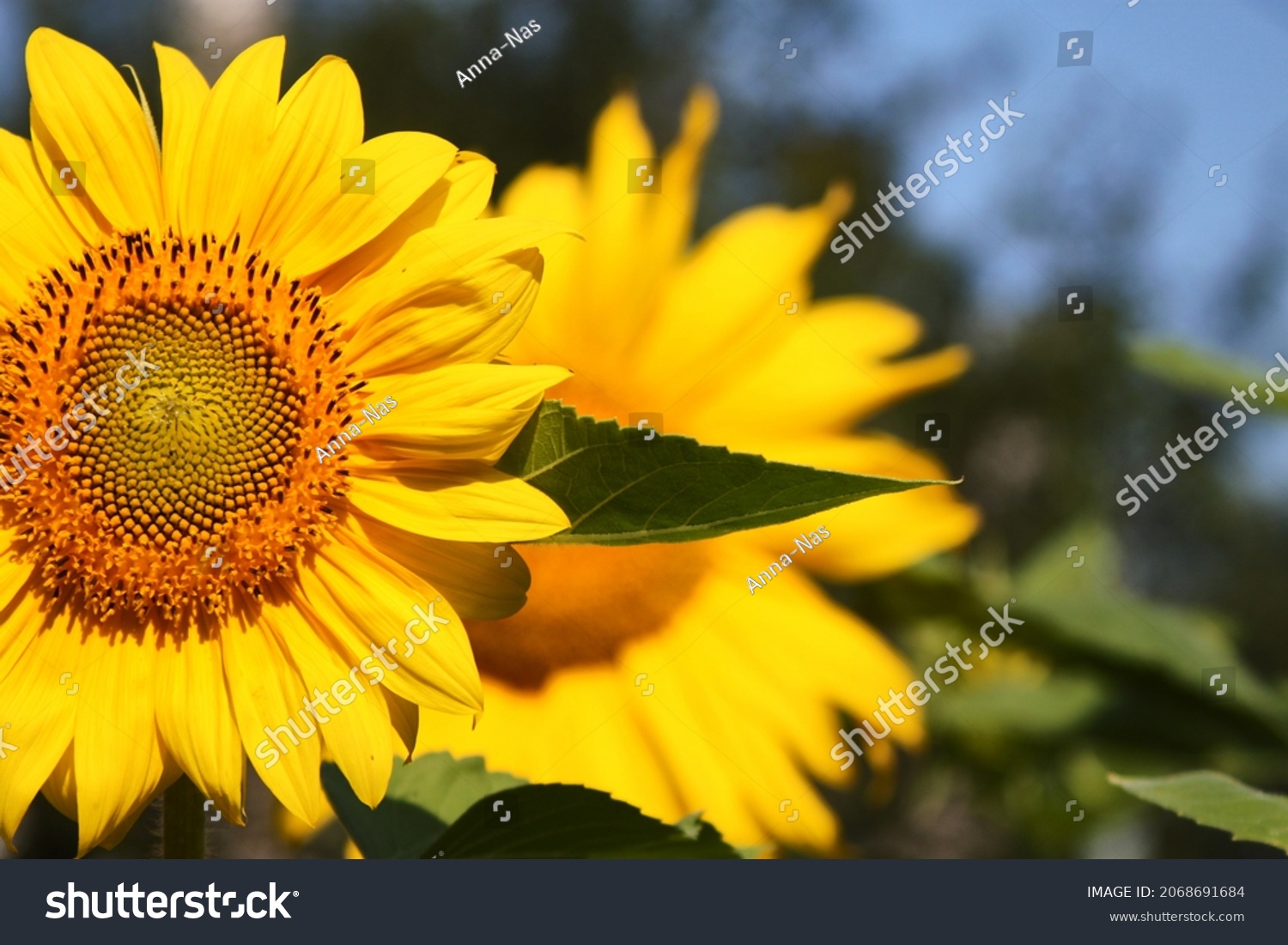 Beautiful sunflower on a sunny day with a natural background. Selective focus. High quality photo #2068691684