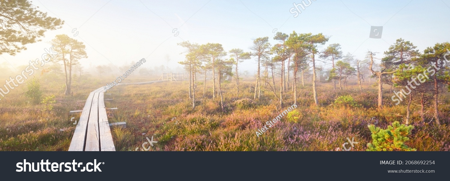 Bog in a morning mist at sunrise. Young pine trees and forest floor of blooming heather flowers, wooden pathway close-up. Clear sky. Idyllic landscape. Kemeri national park, Latvia #2068692254